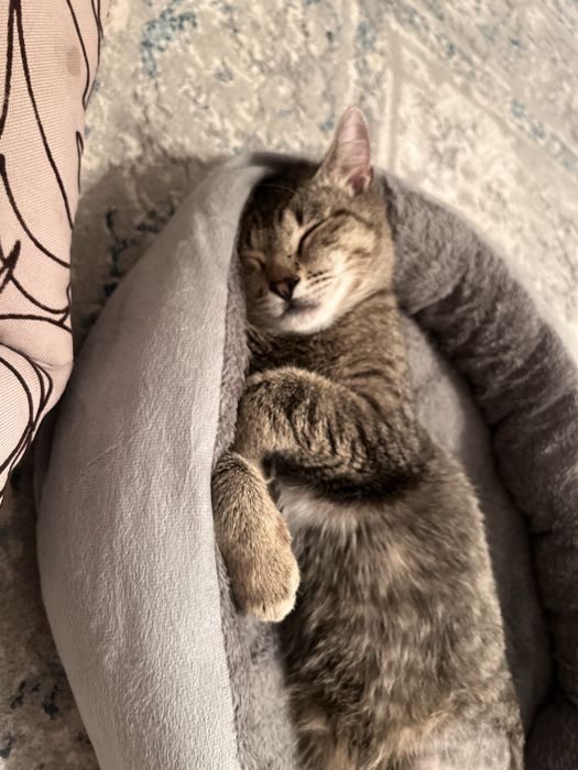 Отдам кота возраст 1 год