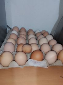 Продавам домашни яйца
