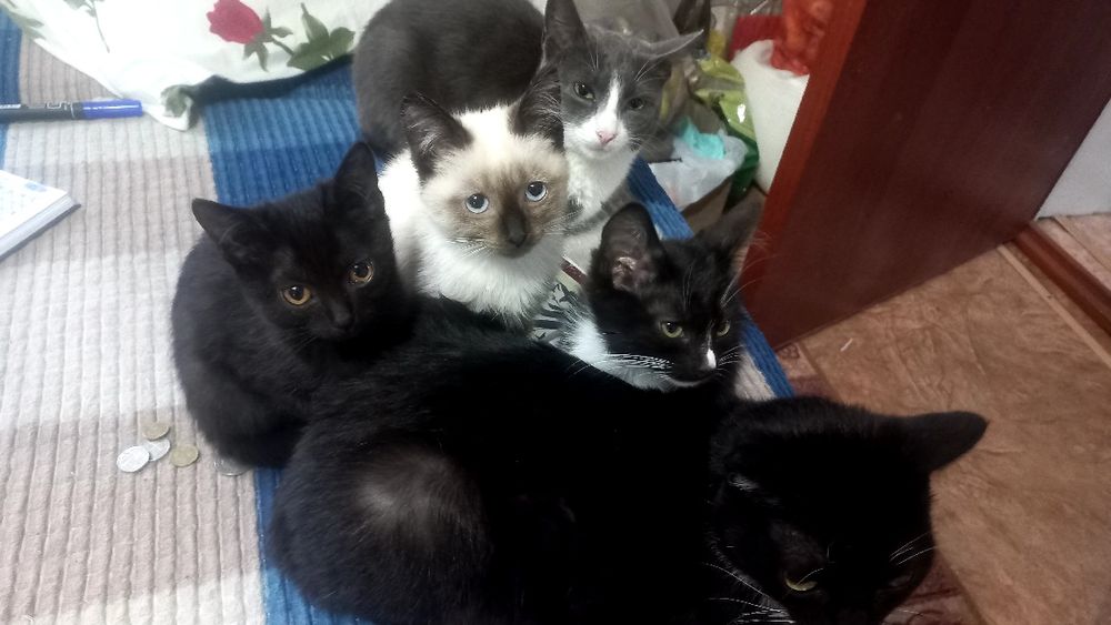 Игривые котята ждут тебя