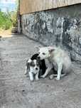Adoptie catelusi talie mica