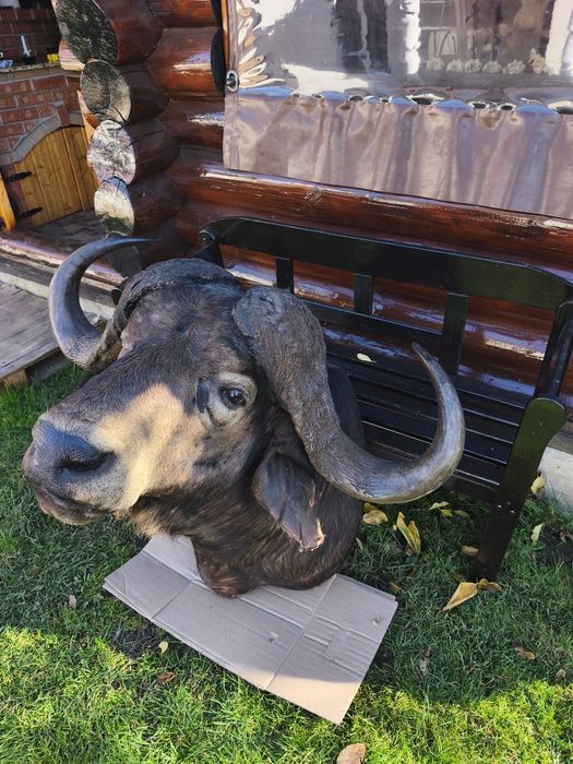 Bust naturalizat Bivol koopf