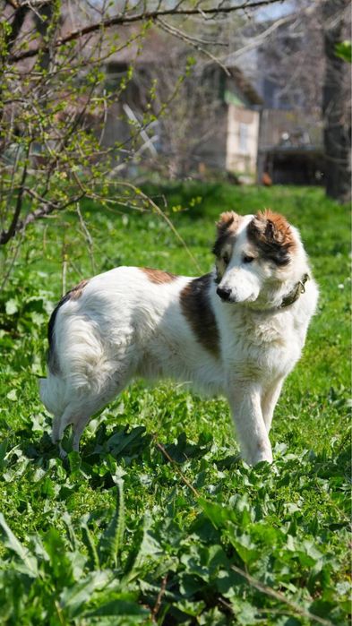 Соломон. Здоровый пес. Ищет семью. Собака.