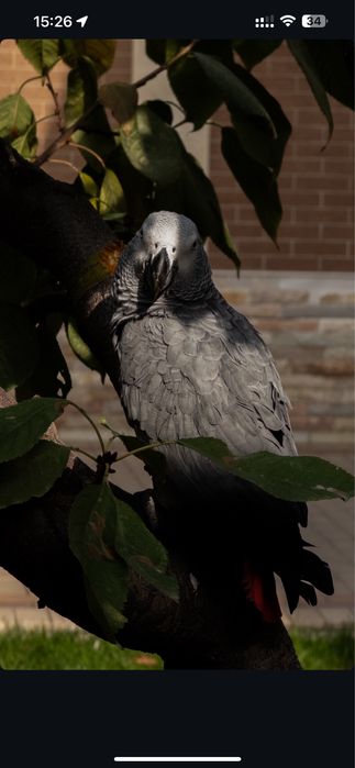 Жако попугай гапирадигон
