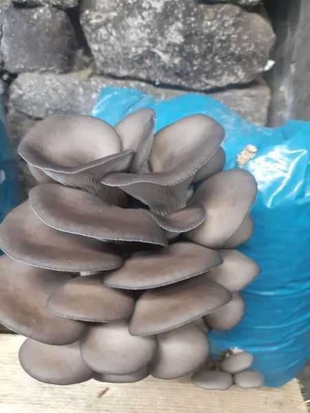 Set include 4 Pungi de Mceliu Pleurotus+term hig+Bonus Curs Pleurotus