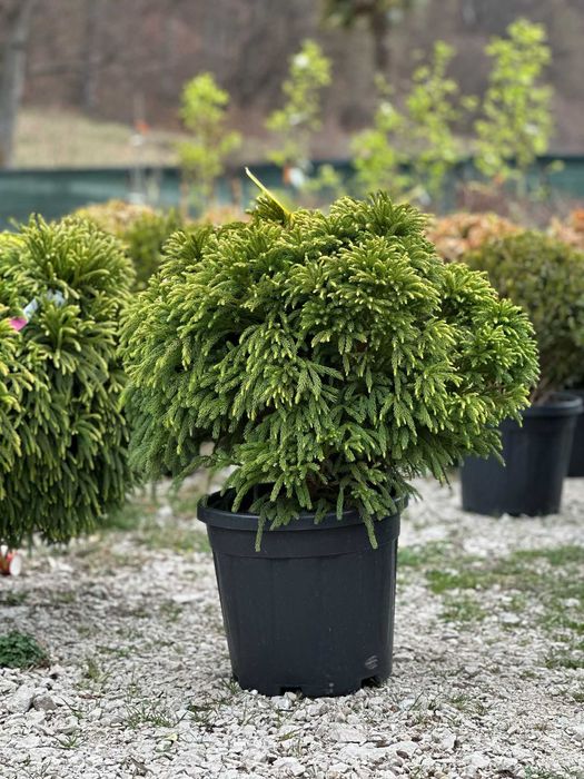 Camelia , Ienupar Tarator , Criptomeria , Photinia Vulcan, Evonymus