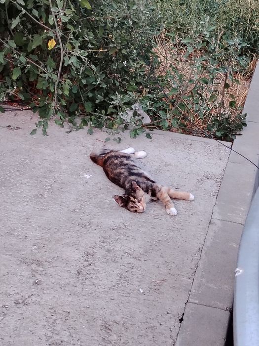 Donez pui de pisică vârstă 3-4 luni