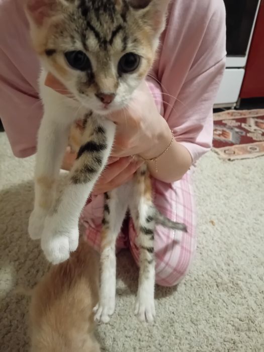 Donez pui de pisica de 2 luni