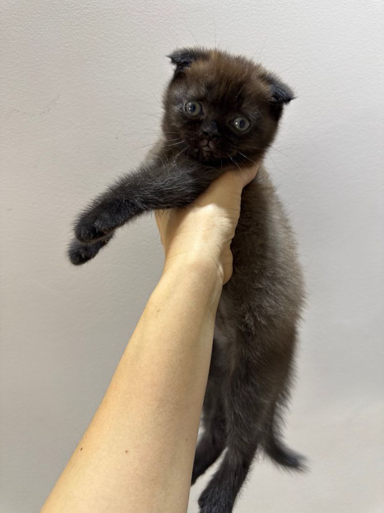 Продается  котята