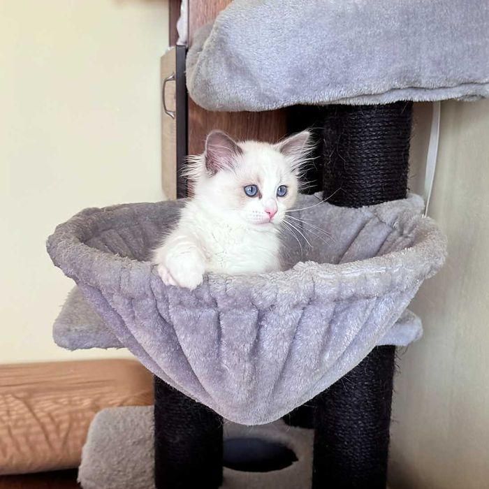 Рагдол котенца на 3 м. търсят своите нови семейства. Ragdoll kittens.