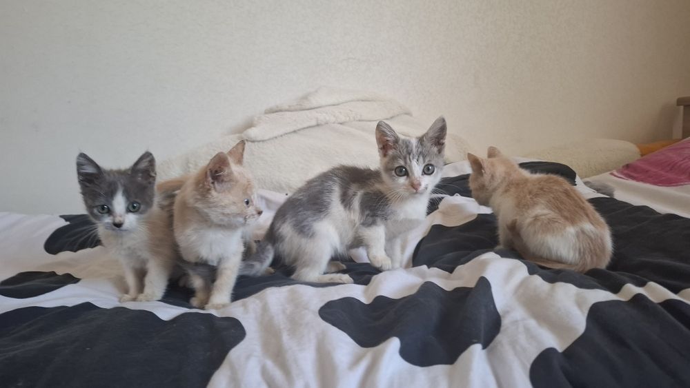 Котята ищет добрых хозяев