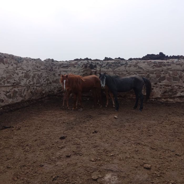 Кобыла с жеребенком и байтал обмен на грузовик