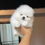 Pomeranian mini toy baiat sau fata