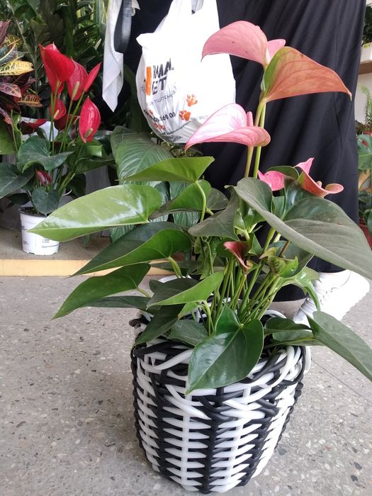 Кашпо и корзинки из ротанга!!!