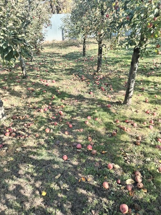 Vând mere naturale nestropite soiul ionatan și iadaret e