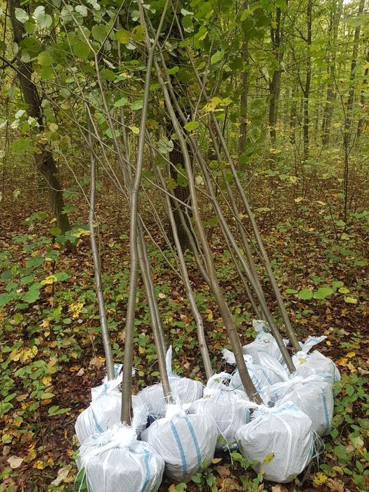 Foioase copaci ornamentali