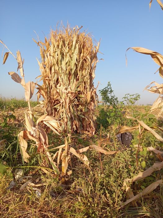 Жаксы сапалы жугерi дан
