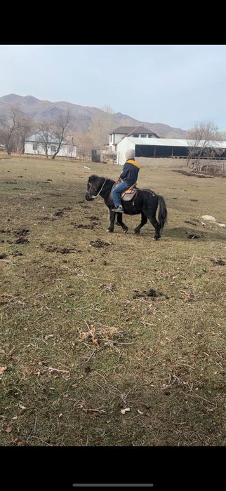 Пони, продам пони