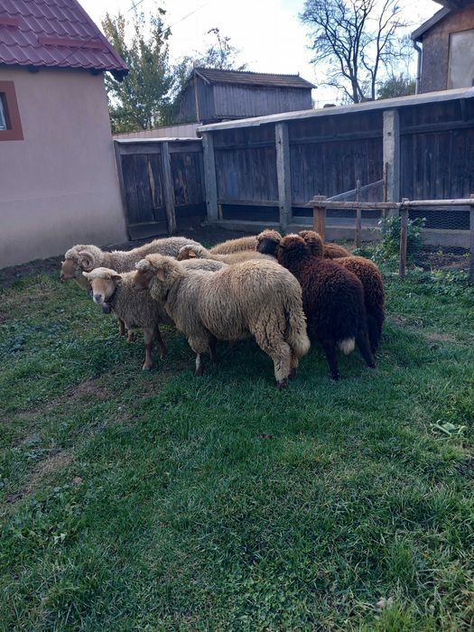 Vând berbec de anul ăsta și mioare