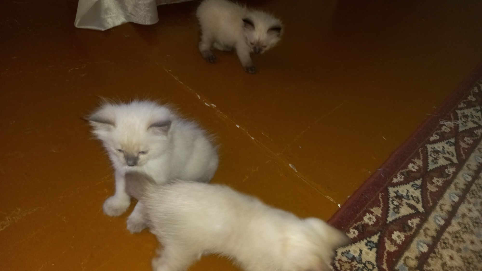 Пародистые котята чисто сиамские