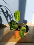 Маранта (prayer plant, Maranta)
