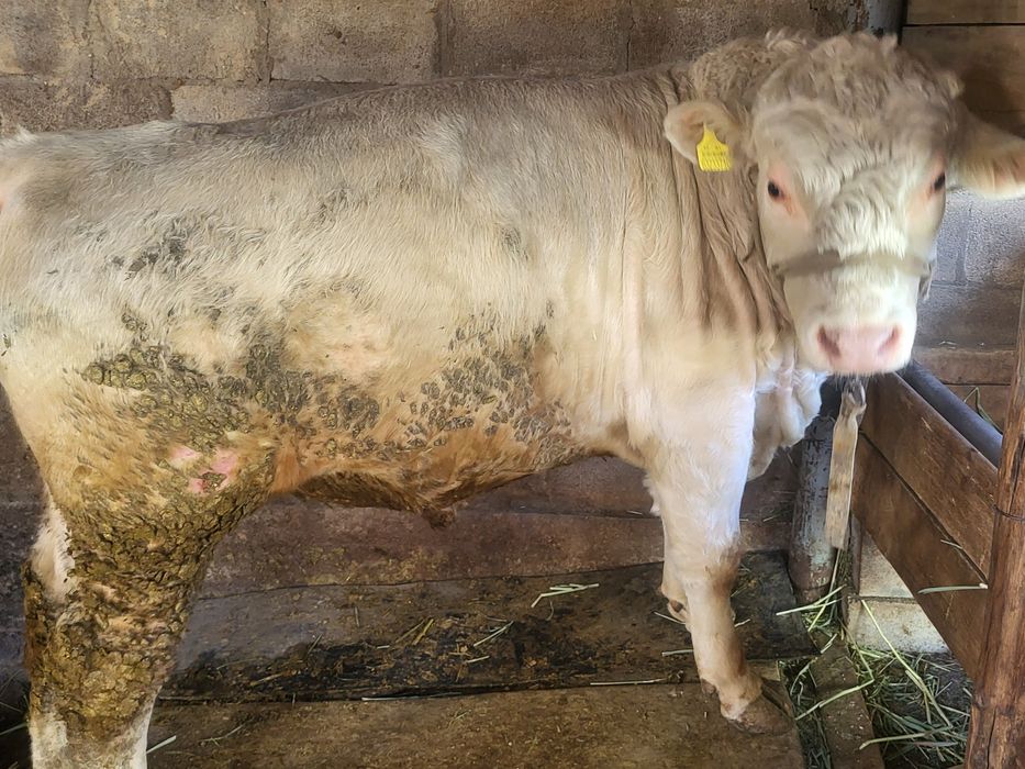 Бык породистый  бык