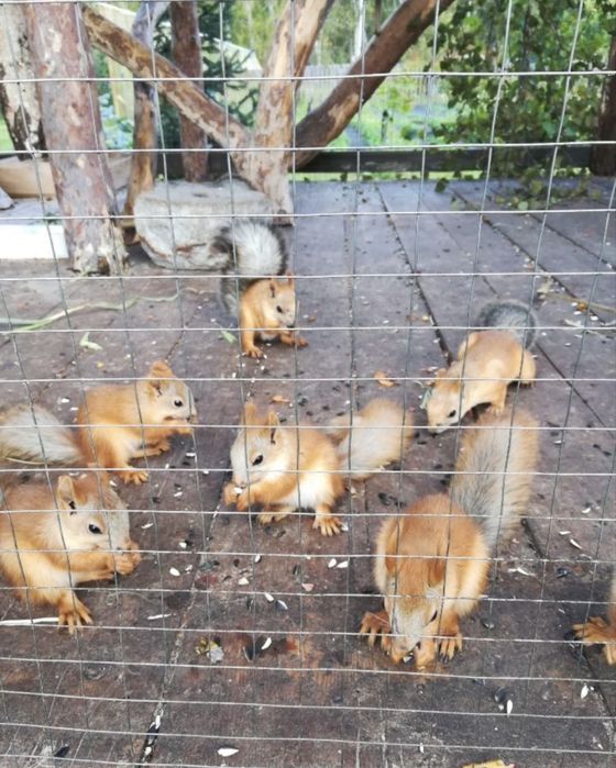 Белка вольерная домашнего разведение