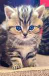 Scottish fold si straight pisici