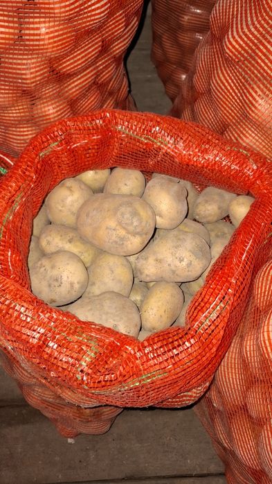 Картофель домашний мешками.