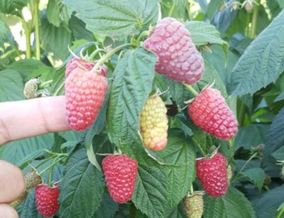 Подавам ягоди и малини.