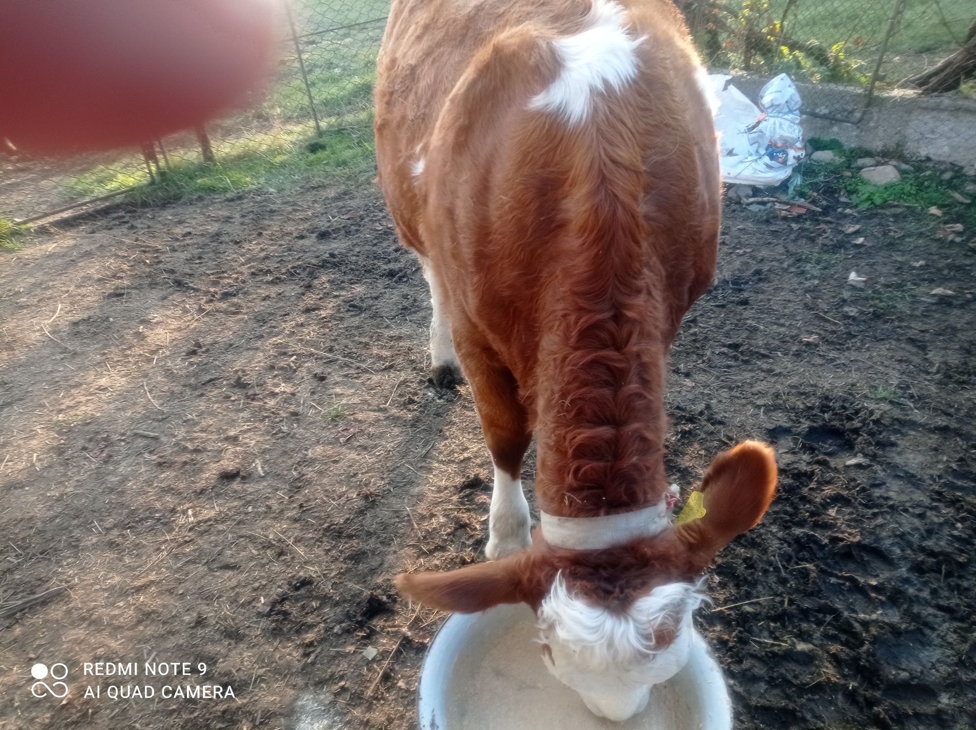 Vând vițea unicată în Giula