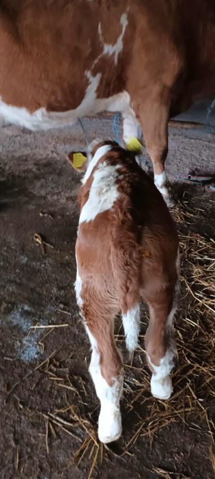 Vând vițel de o săptămână