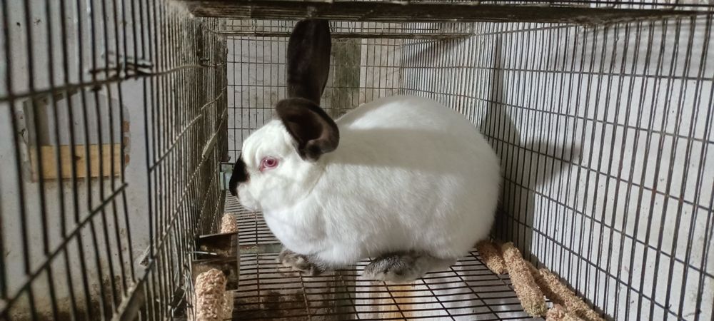 Vând o pereche tânără