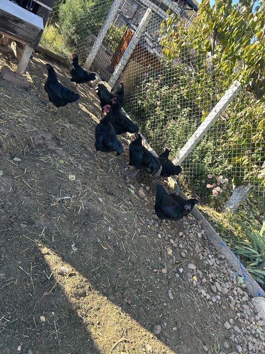 Vand puicuțe australorp negru.Linie adusă din Ungaria