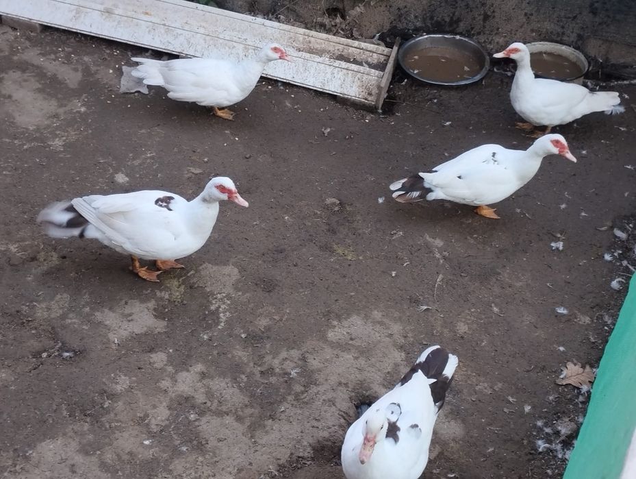 Vând Rațe mute 8 bucăți