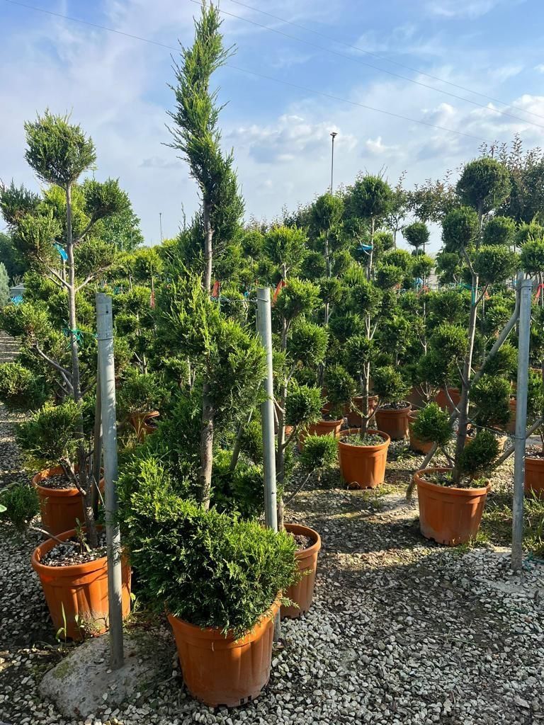 Plante ornamentale, cedru pendular, palmieri, măslin catalpa spirale