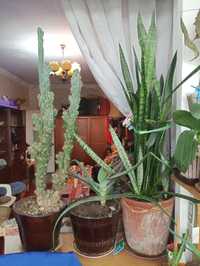 Комнатные цветы: кактус синяя гора и сансевиерия