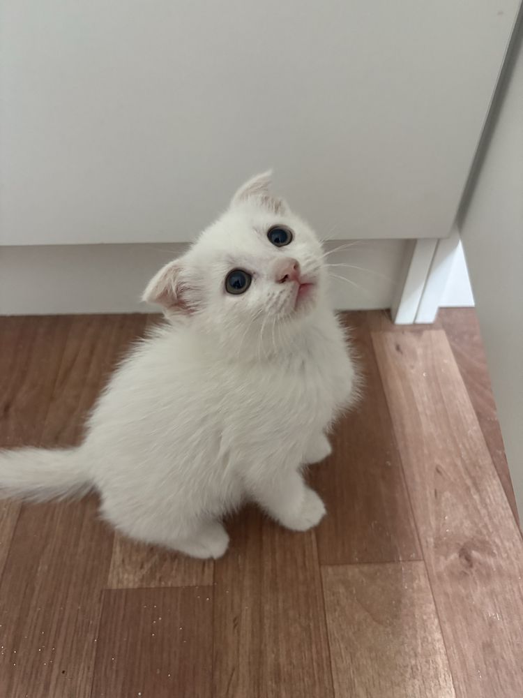 Котята вислоухие