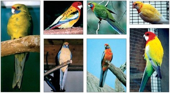 Папагали различни видове