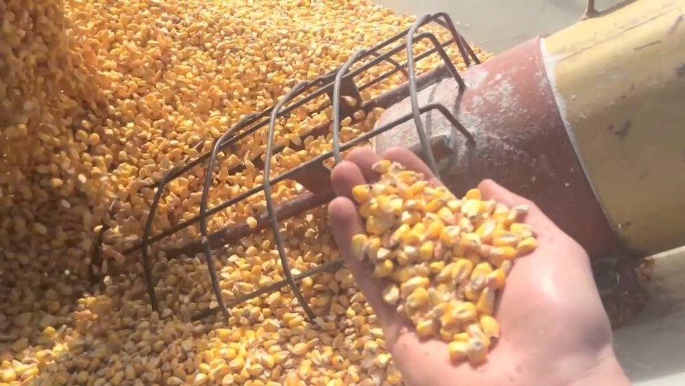 Amestec Cereale Tarata grau porumb floare ovaz, transport la domiciliu