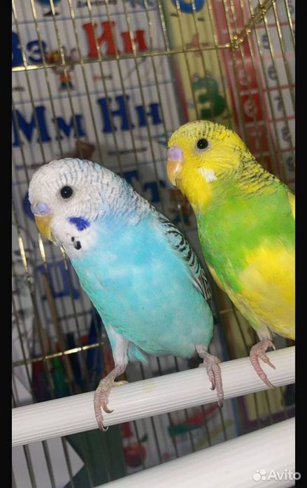 Попугай срочно прадам