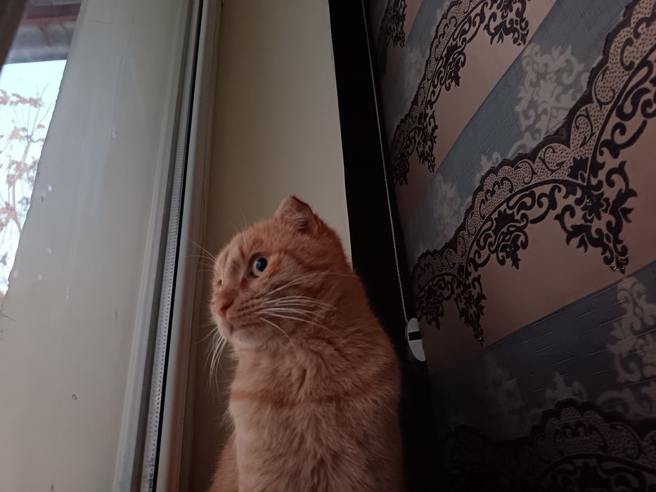 erkak mushuk syamskiy sotiladi