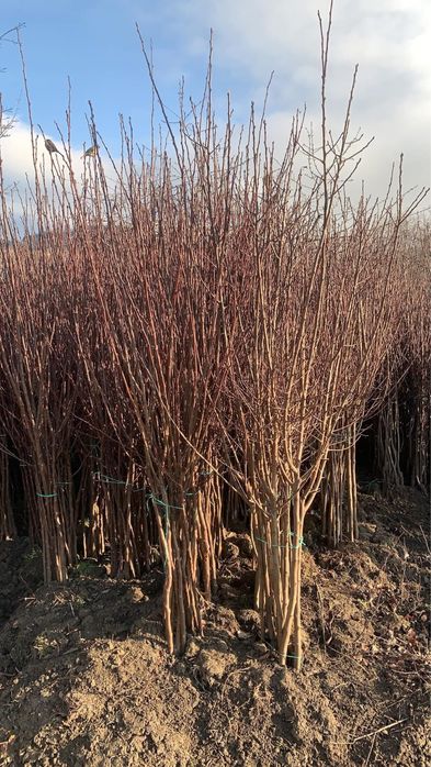 Pomi fructiferi clasici ei vita de vie