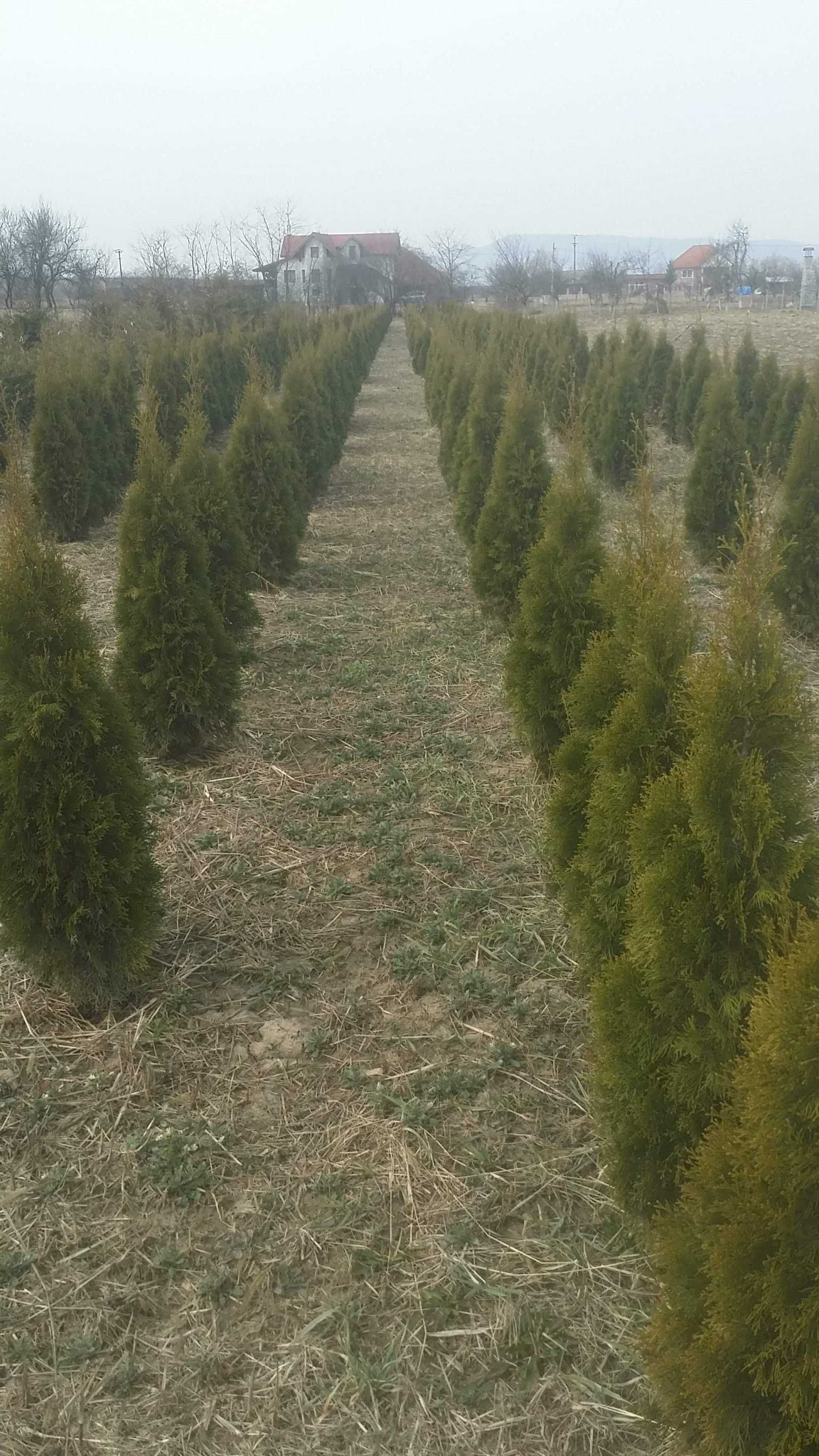 Thuja Smaragd (Tuia smarald)