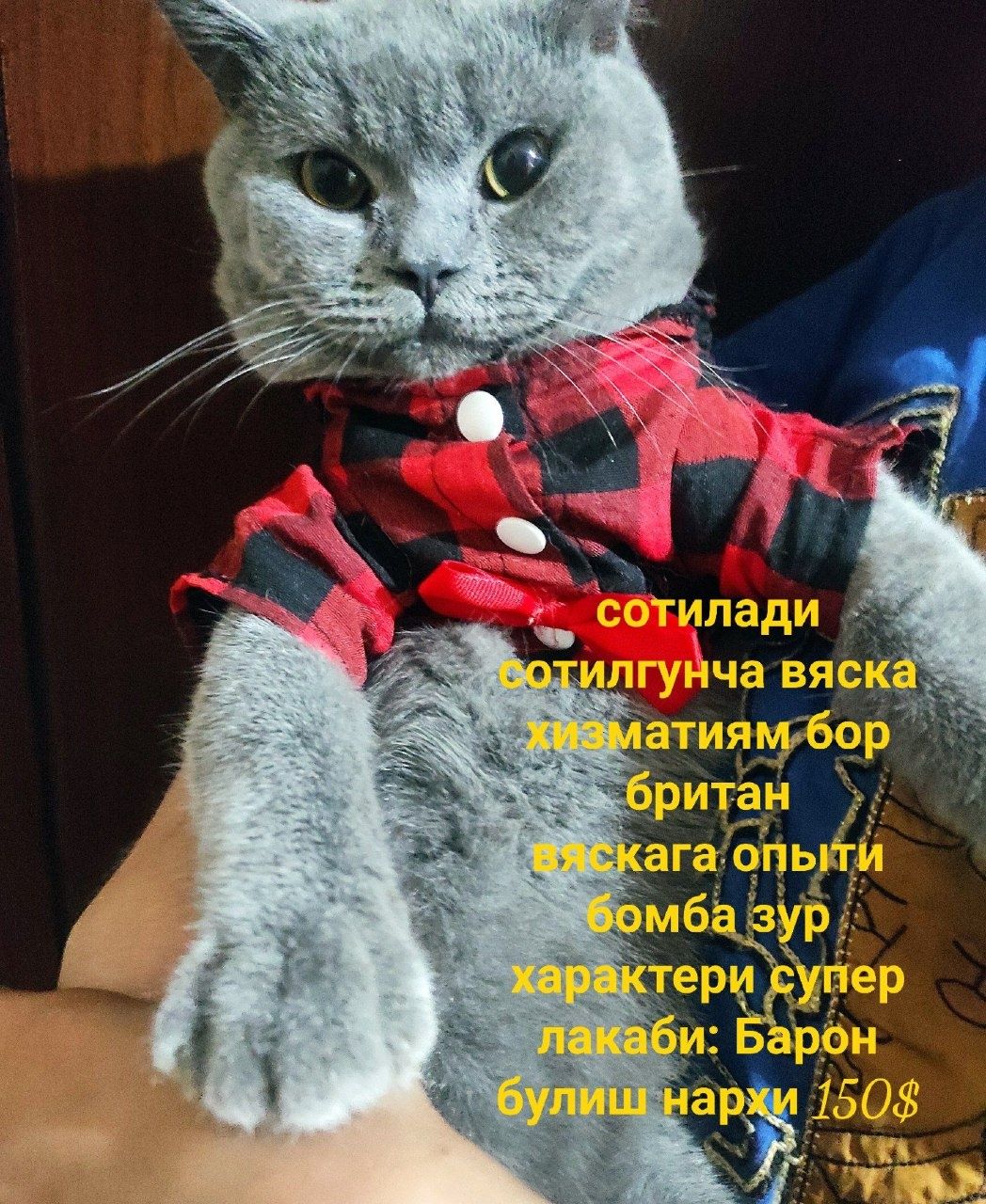 Sotiladigan mushuklar
