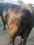 Vaca abator.llllll