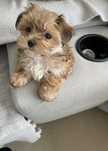 Yorkshire terrier mini toy auriu gold