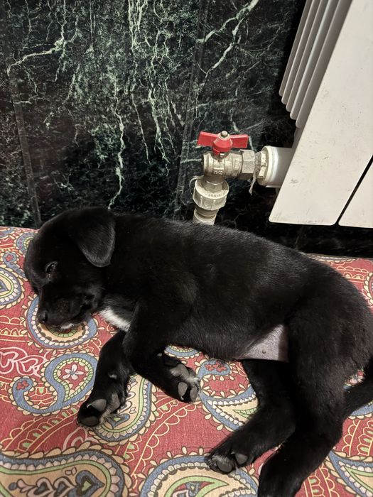 Продам щенка Лабрадор 2 месяца девочка