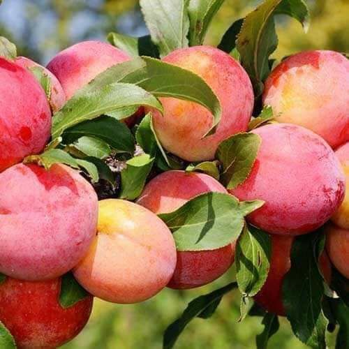 Prun anul 3 la super pret