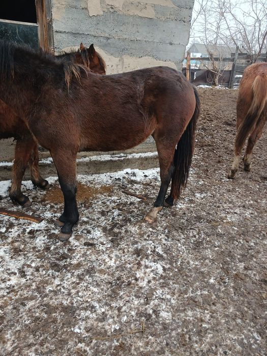 Продам 3 тайчика мясом,  на откроме более 3 месяцев