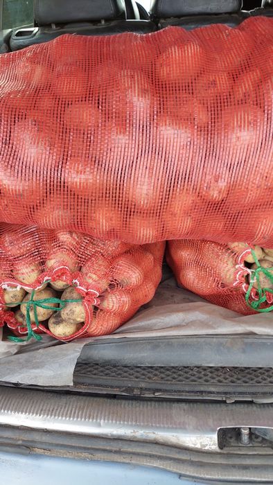 Продам картофель сорт Гала